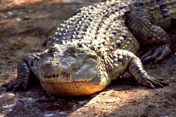 Crocodylus_mindorensis_by_Gregg_Yan_01
