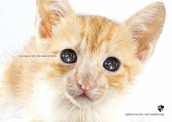 anuncio-animal-33