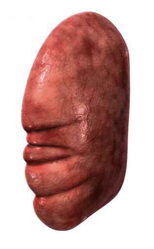 baço