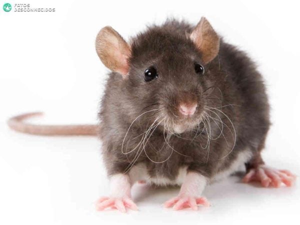 rats