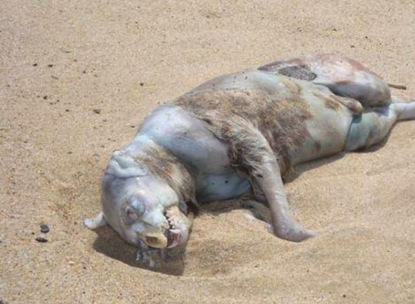 Monstro-de-Montauk