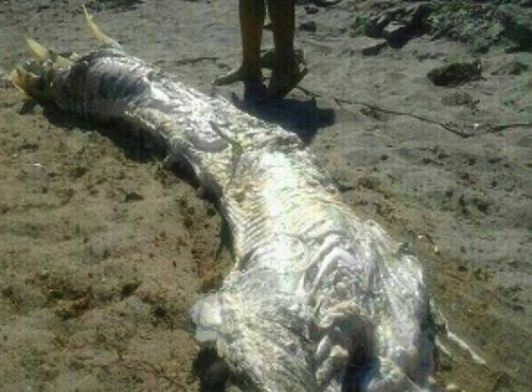 Monstro-misterioso