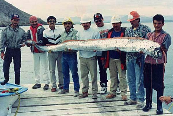 Serpente-do-mar