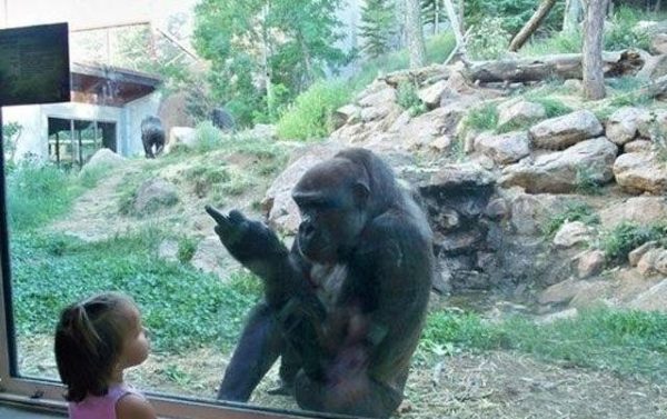 macaco_dedo