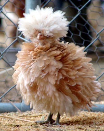 XX-Animals-That-Need-To-Get-A-Haircut-Real-Bad25__880