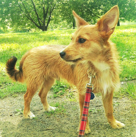 airedale-terrier-chihuahau