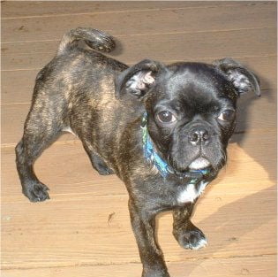 buggs-boster-terrier-pug