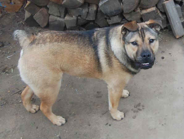 bulldog-german-shepherd-mix