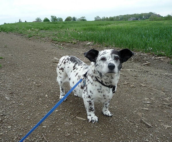 corgi-dalmatian