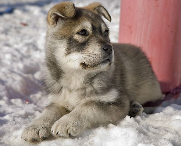 german-shepherd-husky-mix