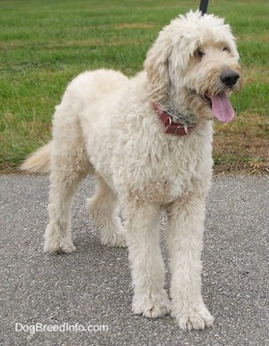 goldendoodle-golden-poodle