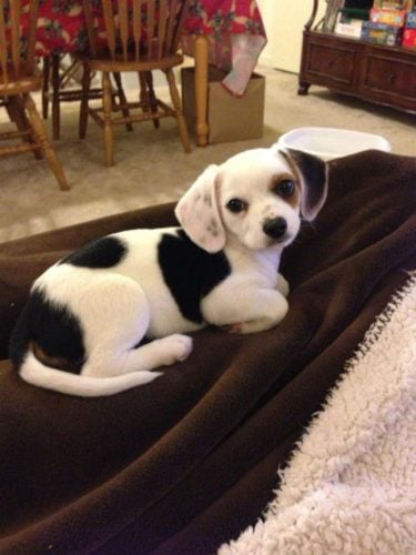 mixed-breed-dogs-cheagle-chihuahua-beagle