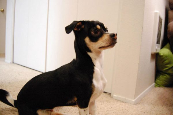 mixed-breed-dogs-chiweenie-chihuahua-dachshund