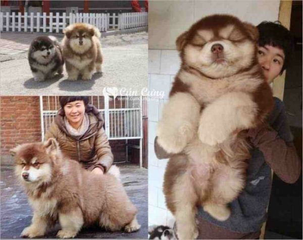 mixed-breed-dogs-chusky-chow-siberian-husky