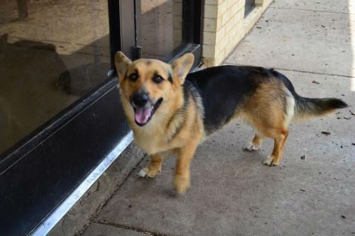 mixed-breed-dogs-corgi-shepherd