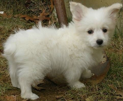 mixed-breed-dogs-corgipoo-corgi-poodle