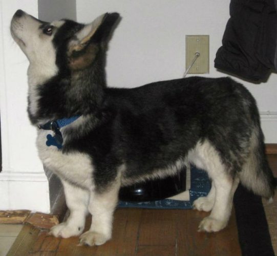 mixed-breed-dogs-horgi-husky-corgi