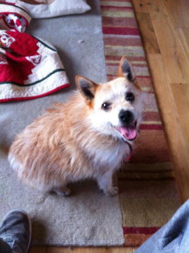 mixed-breed-dogs-jackaranian-pomeranian-jack-russell-terrier
