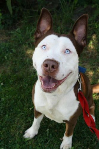 mixed-breed-dogs-pitsky-1