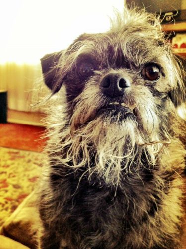 mixed-breed-dogs-pugapoo-pug