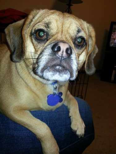 mixed-breed-dogs-puggle-pug-beagle