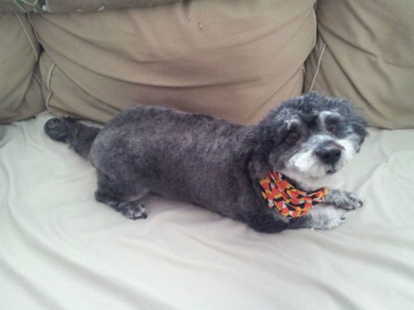 mixed-breed-dogs-schnoodle-poodle-schnauzer