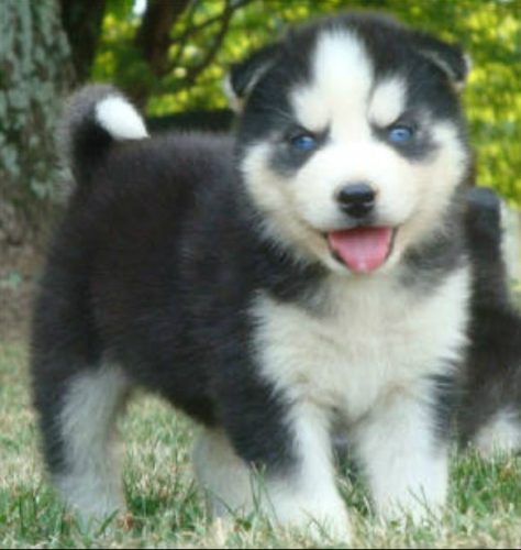 mixed-breed-dogs-siberpoo-siberian-husky-poodle
