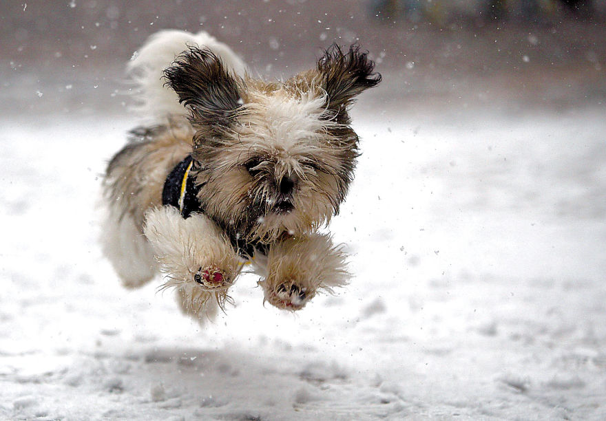 NEW SNOW