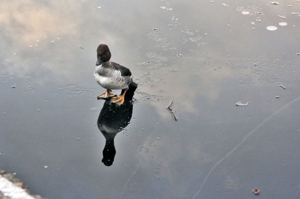 duck-rescue-frozen-lake-norway-9