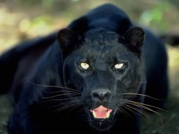 megropuma