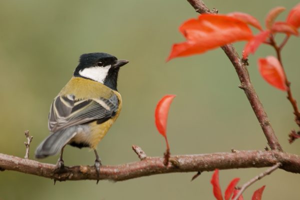parus-major_2013_01