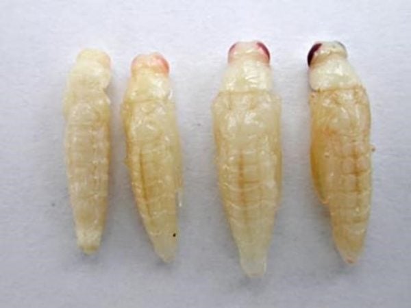 larvas