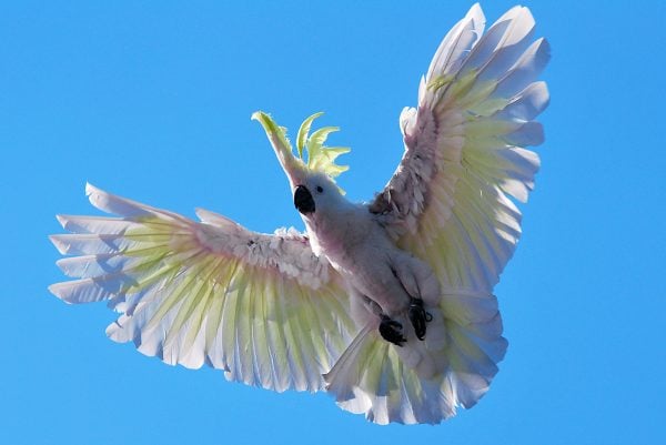 cacatua
