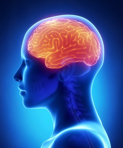 cerebro