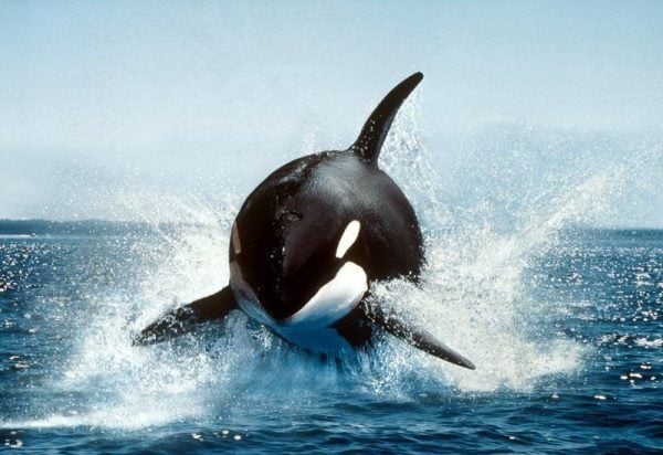 50 fotos incríveis de animais que foram tiradas no momento certo ...