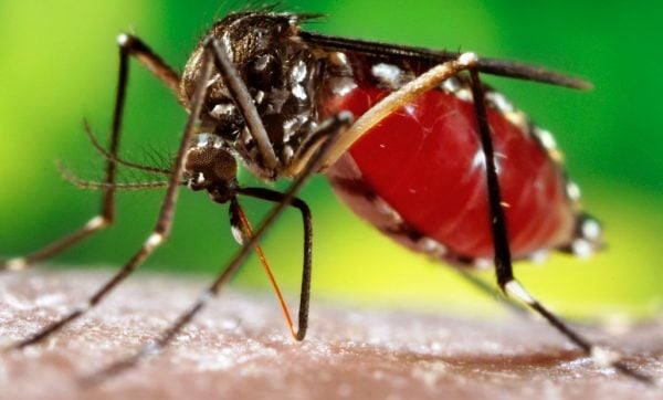 aedes