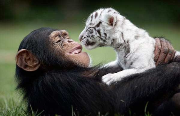 50 fotos incríveis de animais que foram tiradas no momento certo ...