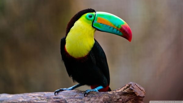 50 fotos incríveis de animais que foram tiradas no momento certo ...