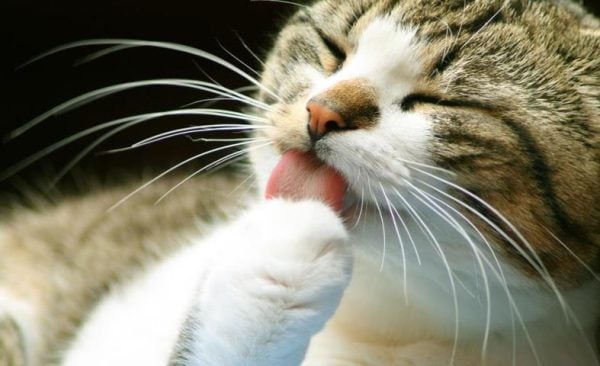 BIGODE-GATO