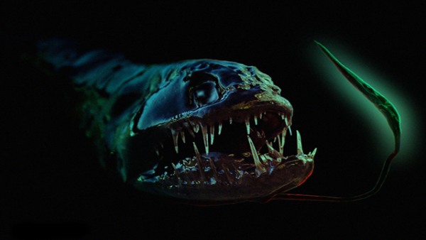 dragonfish