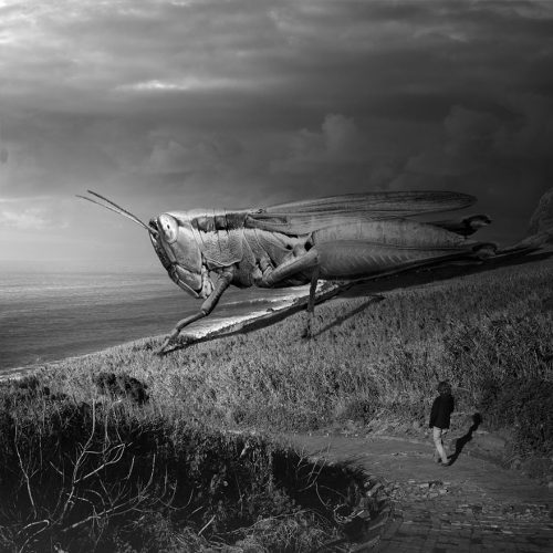 Surreal-journey-through-animals-world1__880