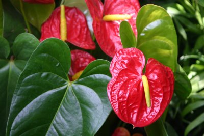 foto-anturio-vermelho-02