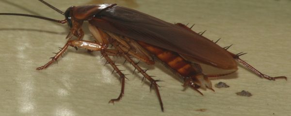 AmericanCockroach