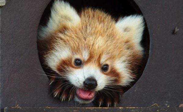 Panda-Vermelho