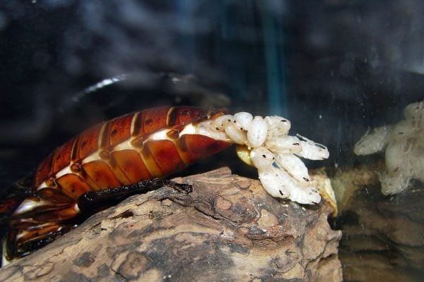 barata-madagascar-1kg-congeladas-20036-MLB20182638232_102014-F