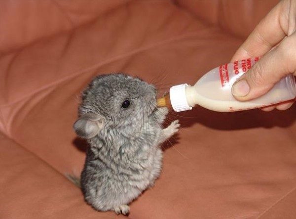 chinchila