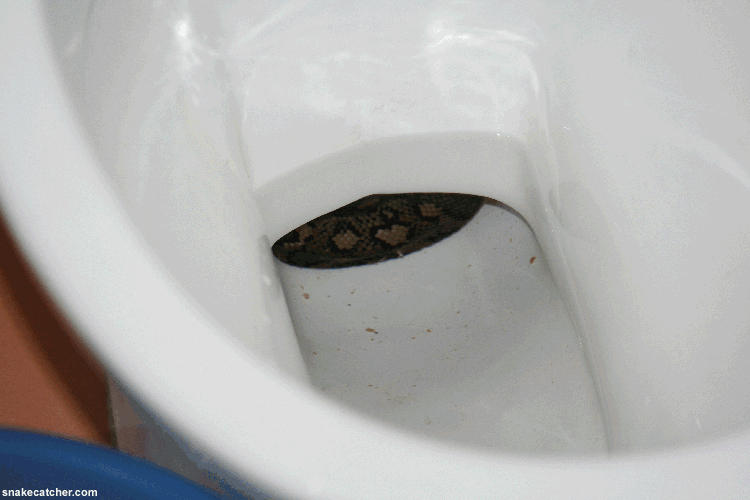 carpetpython4l