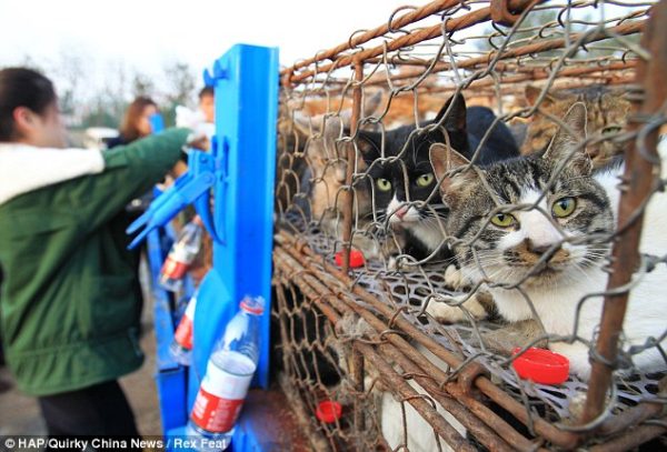 cat-china1