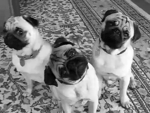 giphy (7)