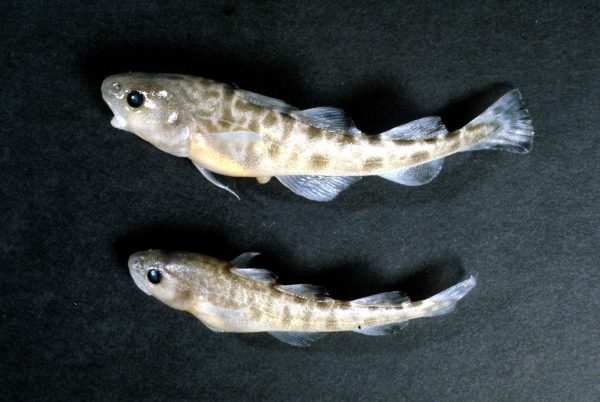 tomcod